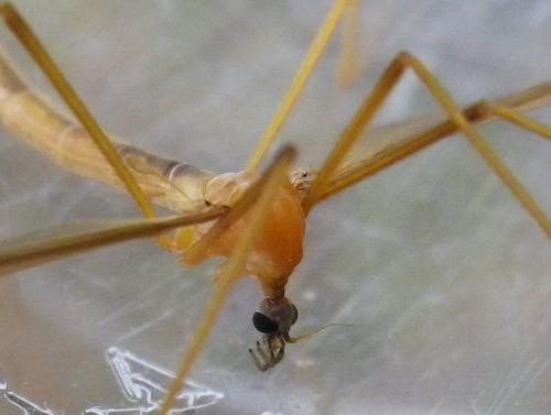 Pedicia littoralis